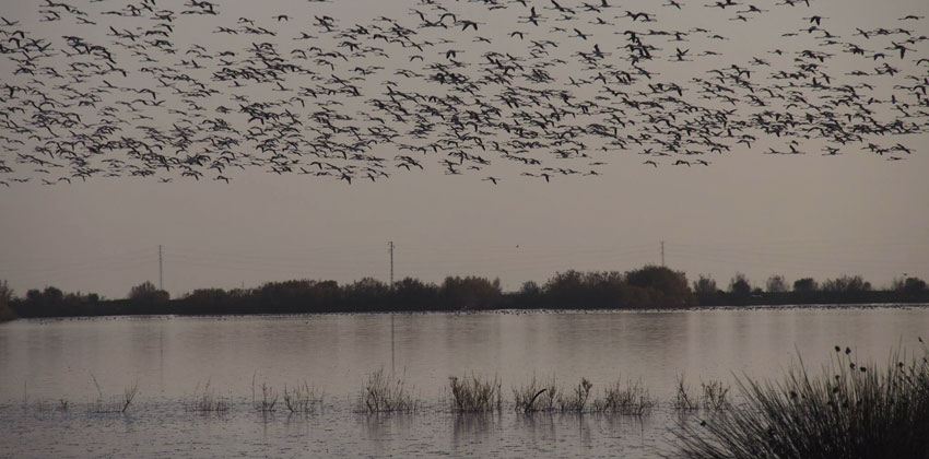 Aves volando al atardecer en la Dehesa | Sevilla con los peques 