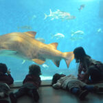 Acuario de Sevilla con niños mirando los peces y tiburones | Sevilla con los peques