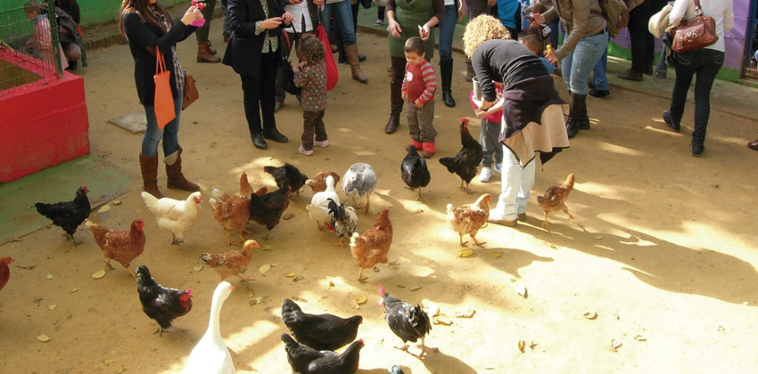 La Buhardilla, una Granja Escuela en San Juan de Aznalfarache gallinas 00| Sevilla con los peques 