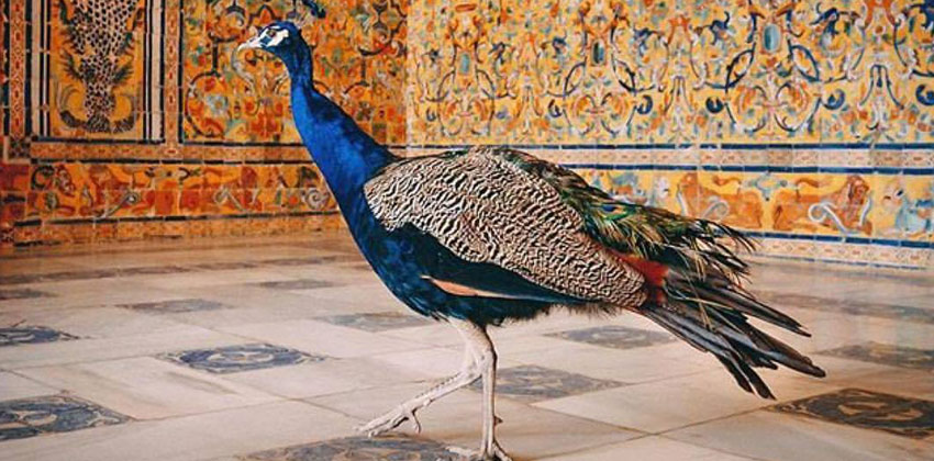 Alcazar of Seville Peacock | Sevilla con los peques 