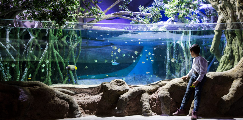 Exposición de Medusas en el Acuario de Sevilla, estanque de peces | Sevilla con los peques