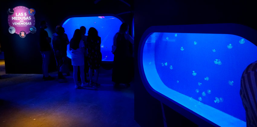 Exposición de Medusas en el Acuario de Sevilla, medusas venenosas | Sevilla con los peques