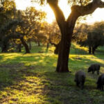Cerdo pastando en la dehesa de la Sierra de Aracena | Sevilla con los peques