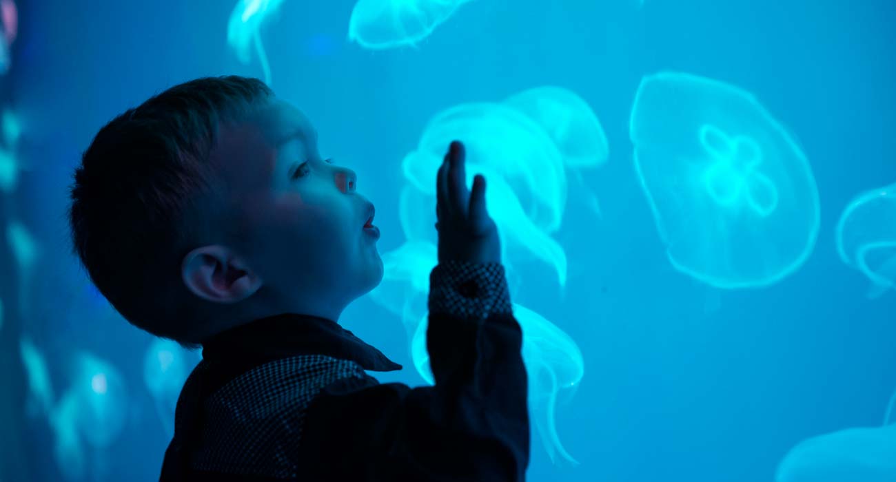 Niño admirando las medusas del Acuario de Sevilla | Sevilla con los peques