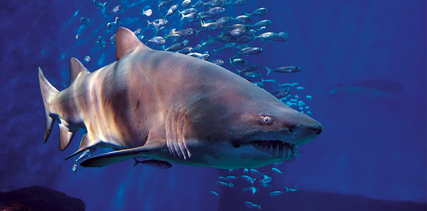 Tiburones a media noche actividad con imagen de tiburón | Sevilla con los peques
