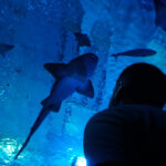 Disfruta de los Tiburones en el Acuario de sevilla con niños